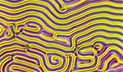 ������ ���������, ������� �������� ������ ����������, ���������, ���� � �� ����������