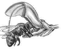 ����������� ��������� ��������