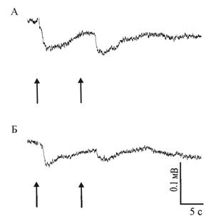 �������� ���������� �� ������ �� �������� ���������� ����������� ����� ���������� ����������� ������ Achatina fulica