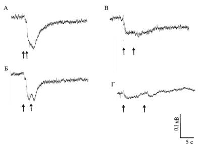 �������� ���������� �� ������ �� �������� ���������� ����������� ����� ���������� ����������� ������ Achatina fulica